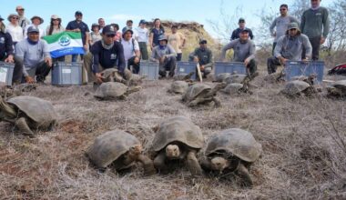 158 Giant Endangered Tortoises Released on Galápagos Island Where They’d Been Extinct for 180 Years