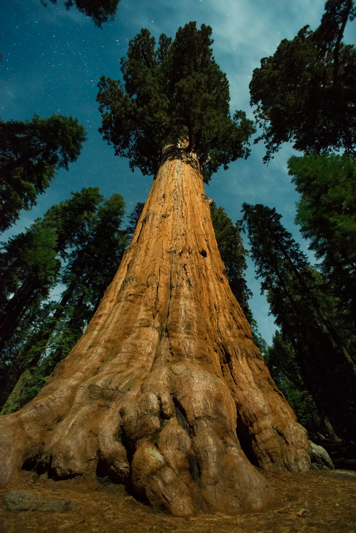 Moonlight and stars shine on General Sherman tree in California's Sequoia National Park