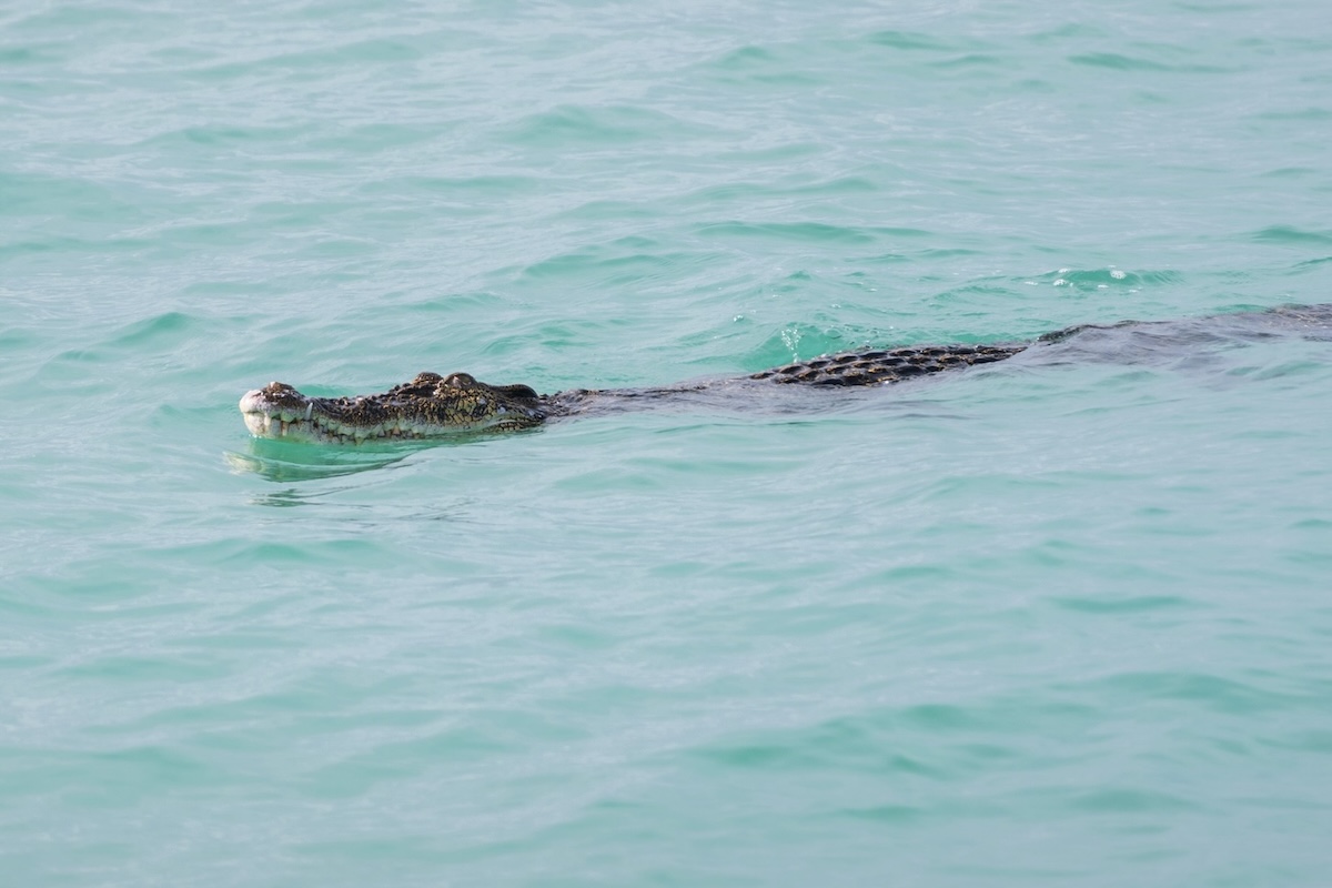 What's That in the Ocean? Oh, It's a Massive Crocodile.
