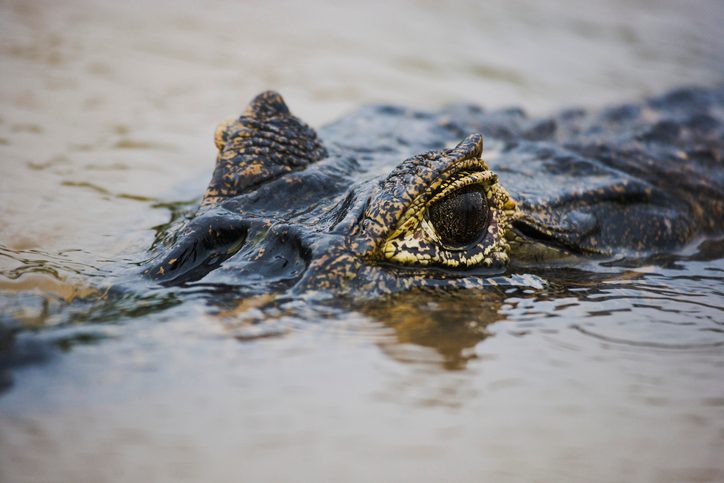 Caiman eye