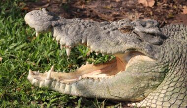 Do crocodiles get a taste for human flesh