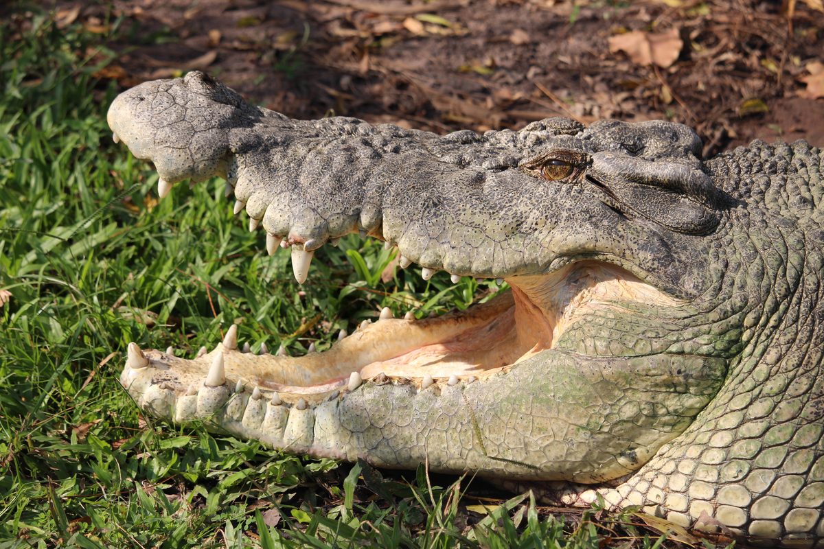 Do crocodiles get a taste for human flesh