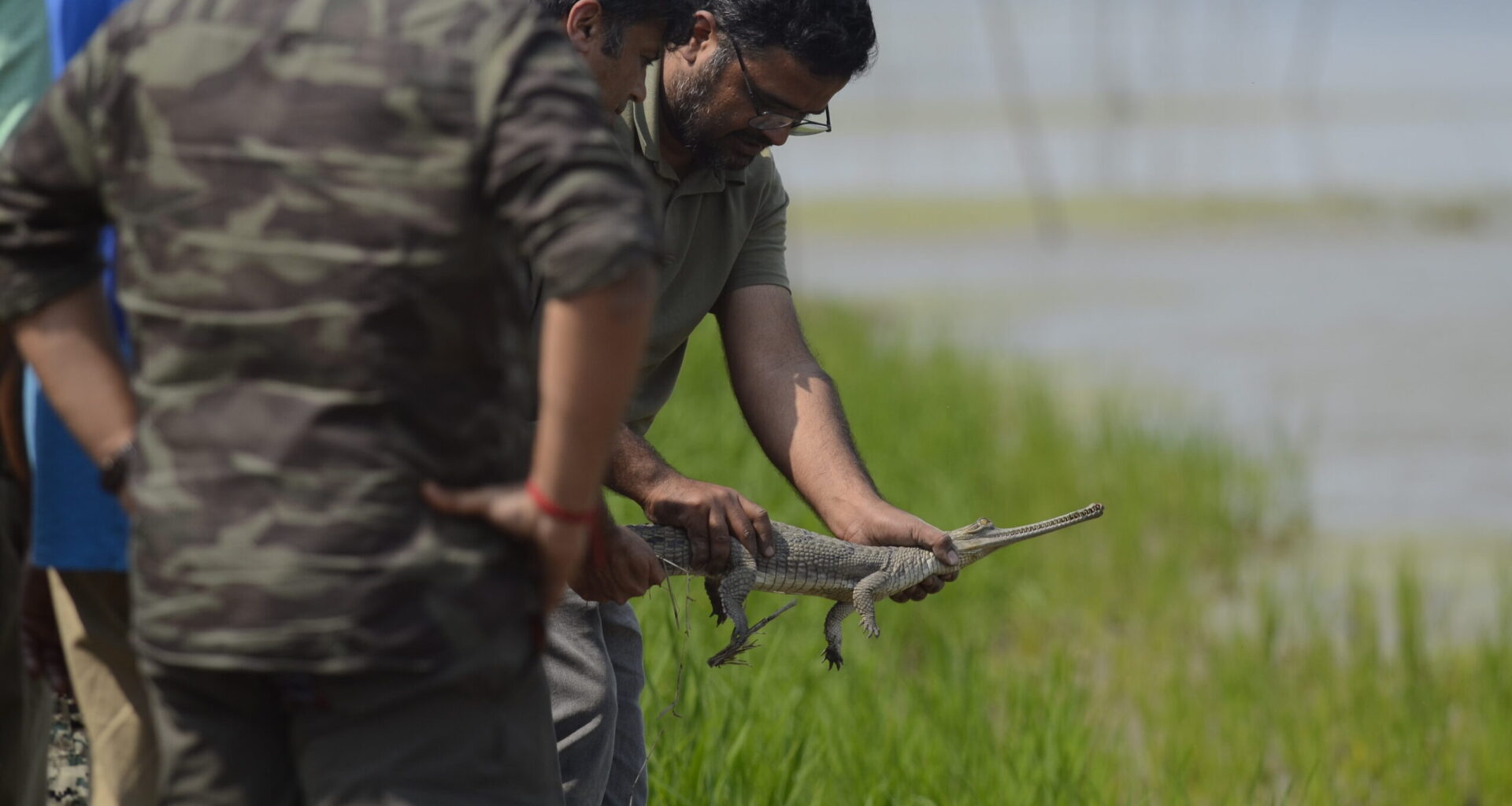Experts divided over reintroducing captive-bred gharials in rivers