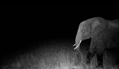 Werner Herzog Follows Conservationist Quest