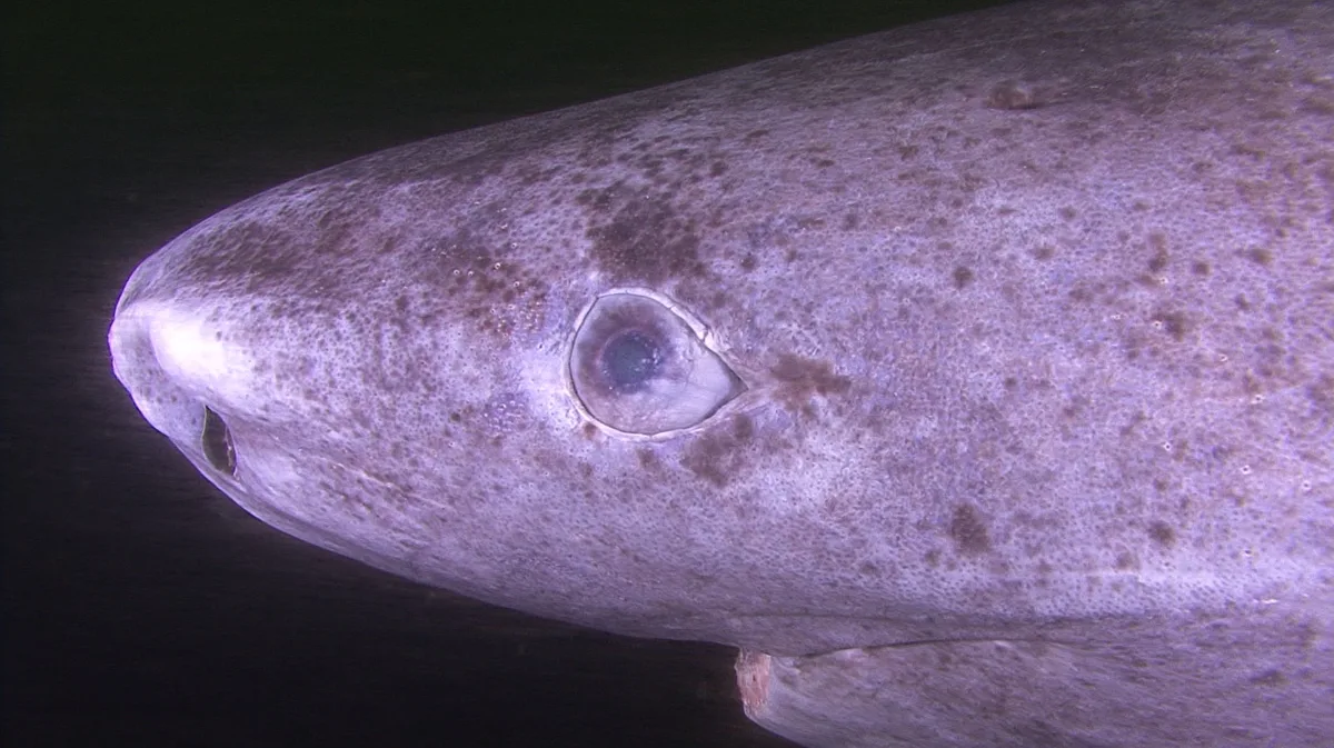 Greenland shark