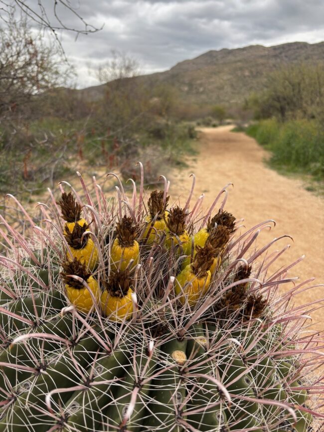 Hike Tucson