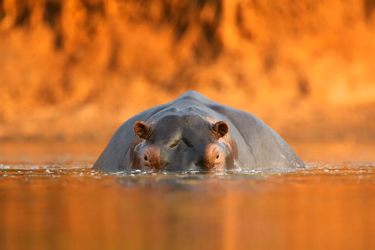 Hippo at Mana Pools National Park, Zimbabwe