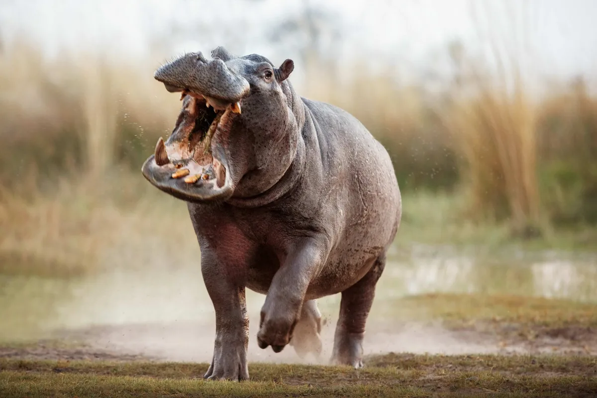 Hippo running