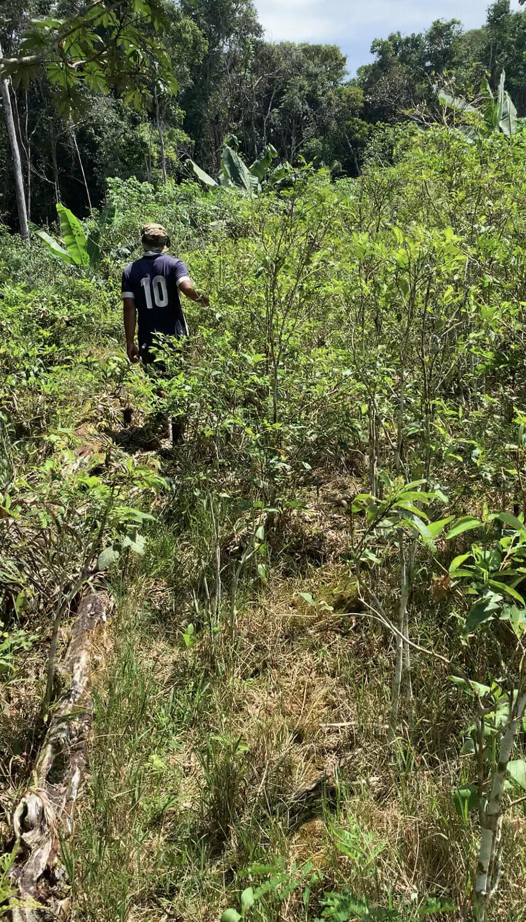 A coca field (Photo: Guy Steinbruch) שדה קוקה