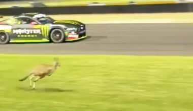 Kangaroos cause Supercars Sydney test red flag