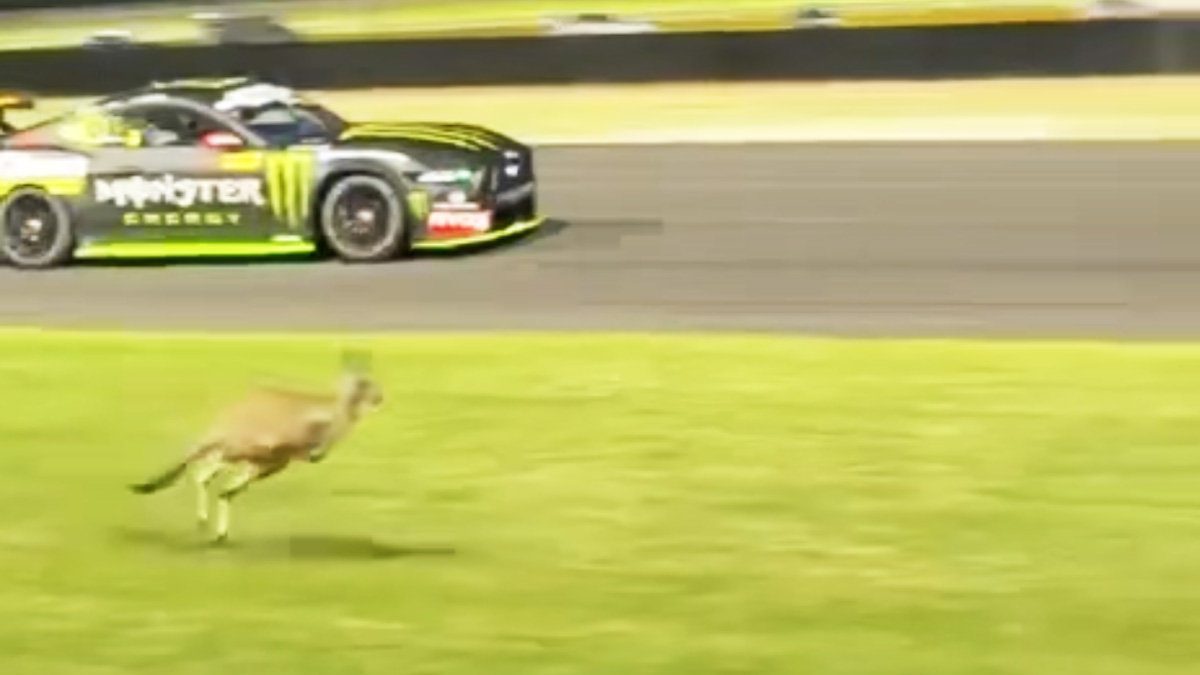 Kangaroos cause Supercars Sydney test red flag