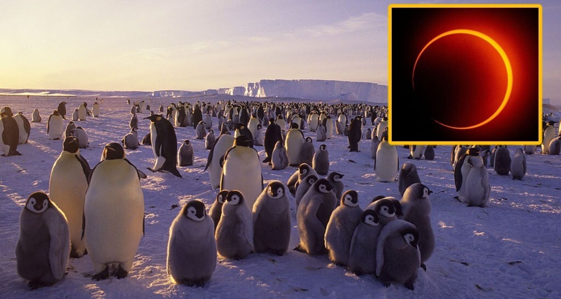 A penguin colony of chicks and adults waddle on a snowy surface with a boxout in the top right of the image showing a solar eclipse, a ring of glowing yellow light against a dark background