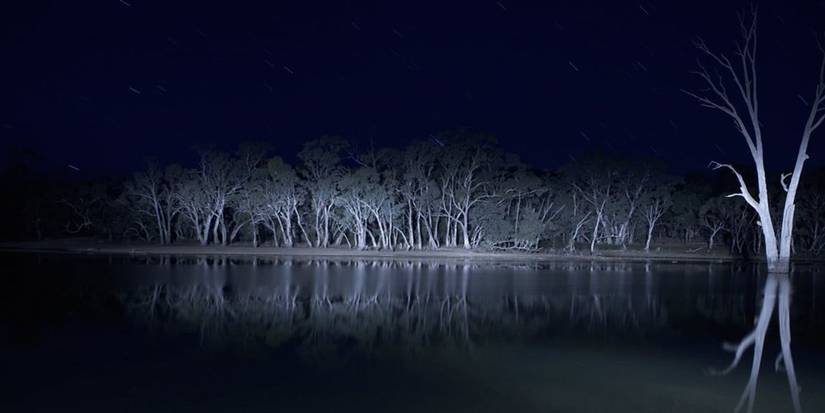 The trees surrounding Lake Mungo at night