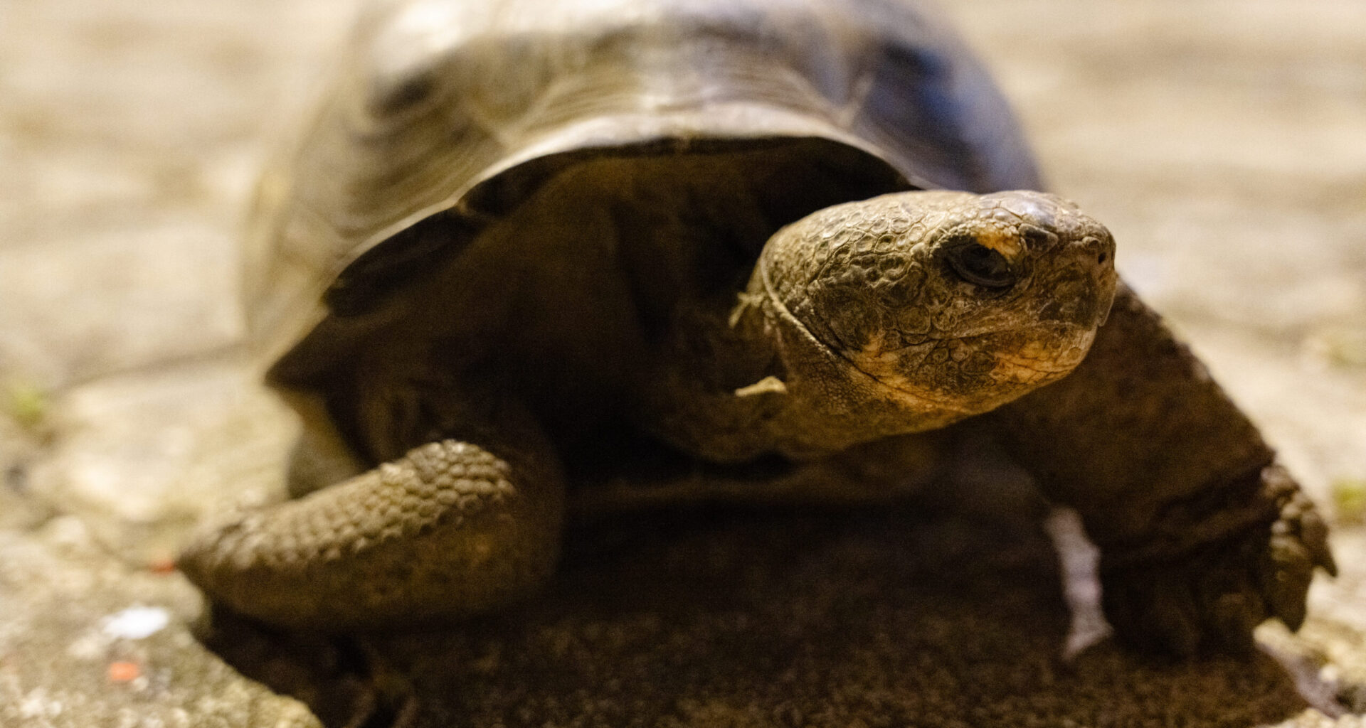 Why the return of Galapagos' giant tortoise is good ocean news