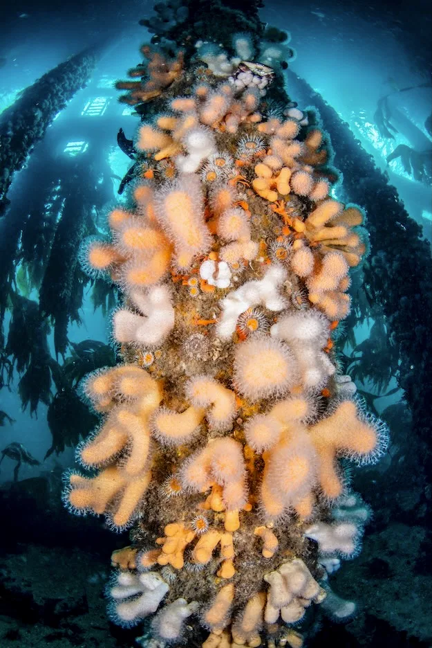 Life Under the Pier by Valerie Reid