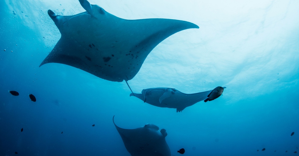Manta Ray swimming