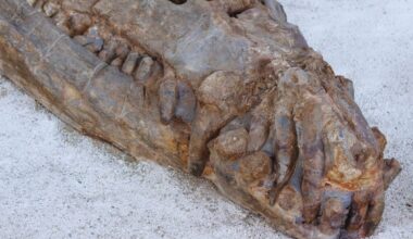 Meet The 31 Foot Giant Crocodile That Dominated Prehistoric Waters And Ate Dinosaurs