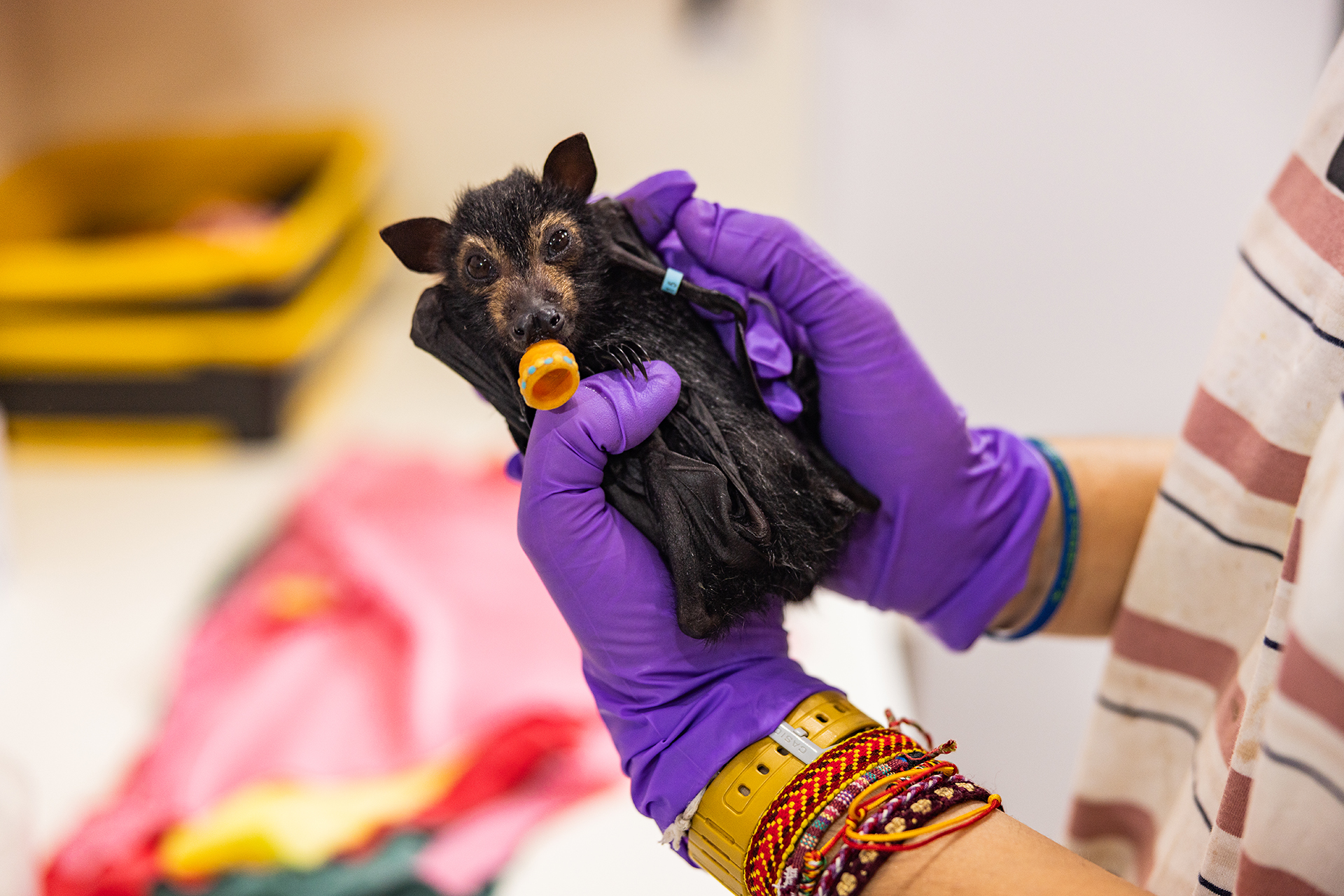 Some of the orphans suckle on pacifiers, which makes the animals easier to handle.