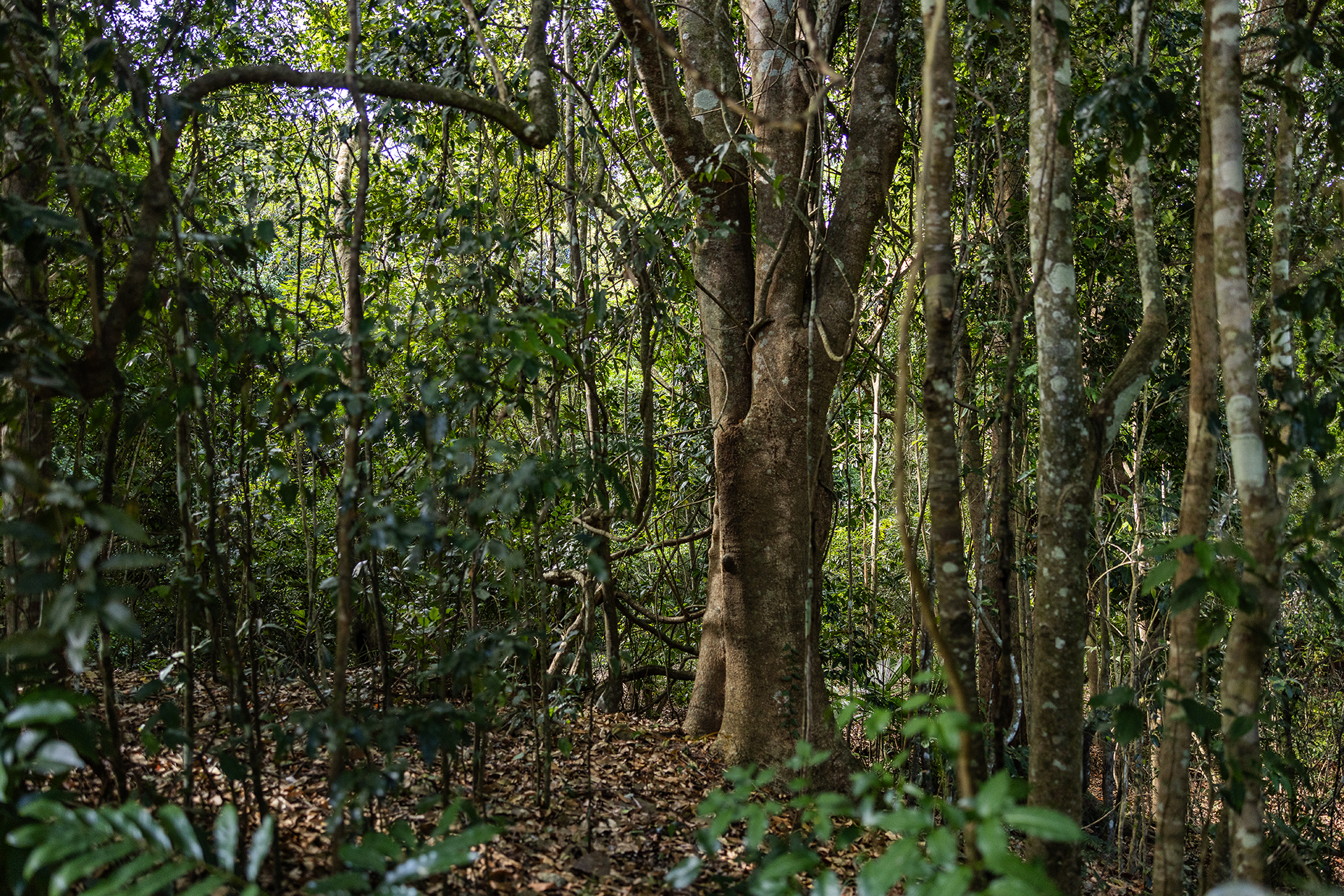 Tolga Bat Hospital is in a lush part of Queensland and flanked by forest.