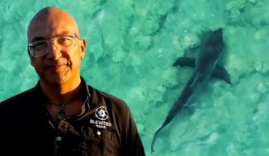 Mangawhai sharks: Drone video shows 33 bronze whalers in shallow bar