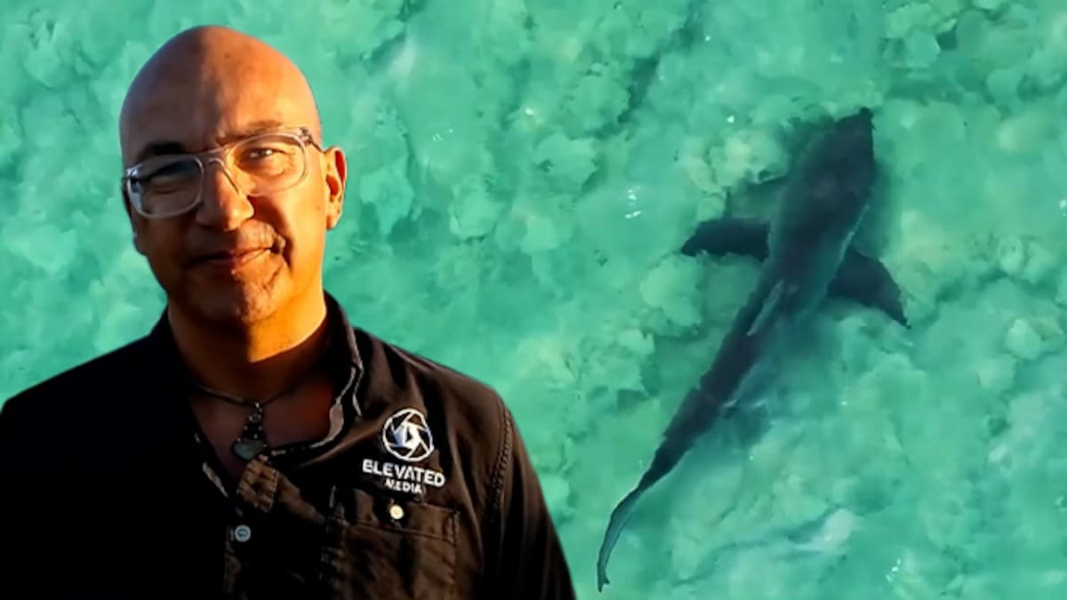 Mangawhai sharks: Drone video shows 33 bronze whalers in shallow bar