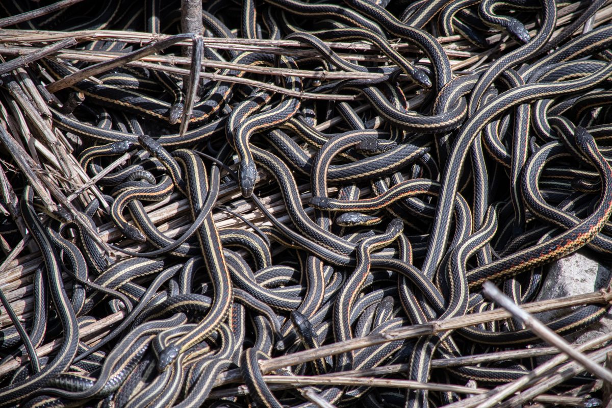 Garter snakes cluster together in the Narcisse Snake Dens as they emerge in spring, creating one of the regionâs most notable wildlife events. This close-up captures the movement and density of the snakes within the den.