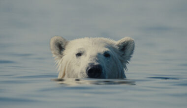 A still from Nuisance Bear by Gabriela Osio Vanden and Jack Weisman