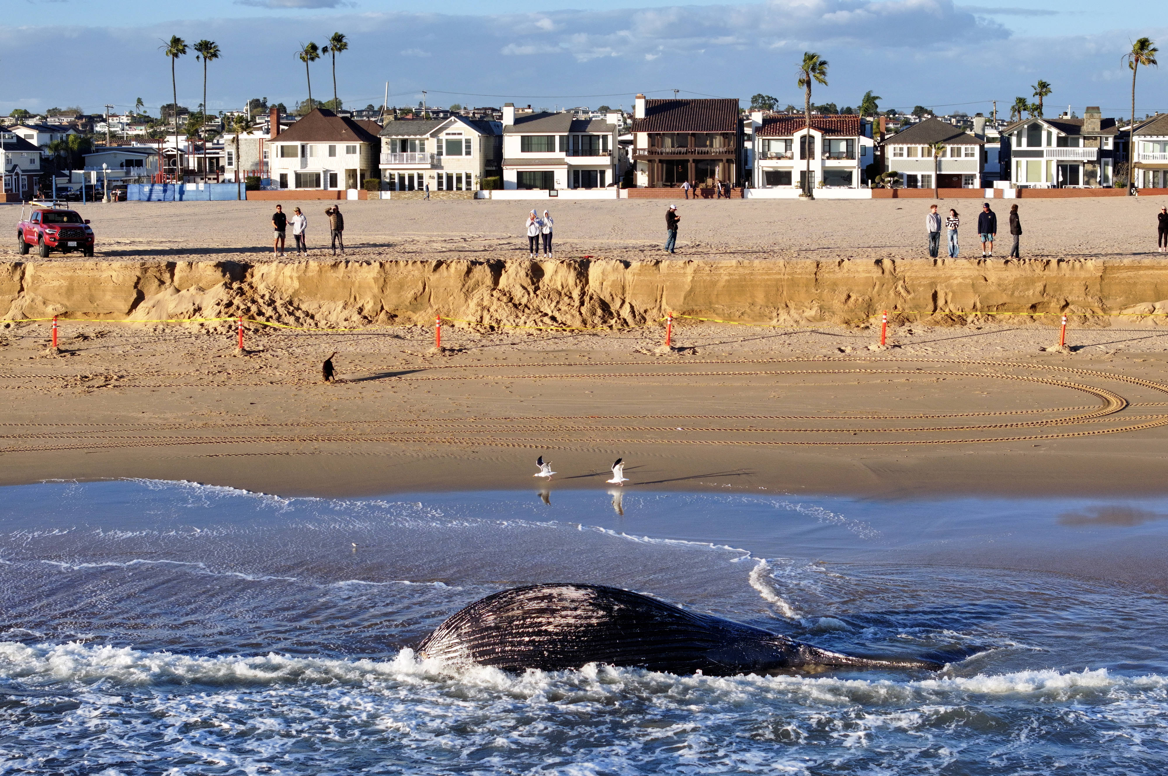 A dead sub-adult humpback whalefloats in the surf between 10th...