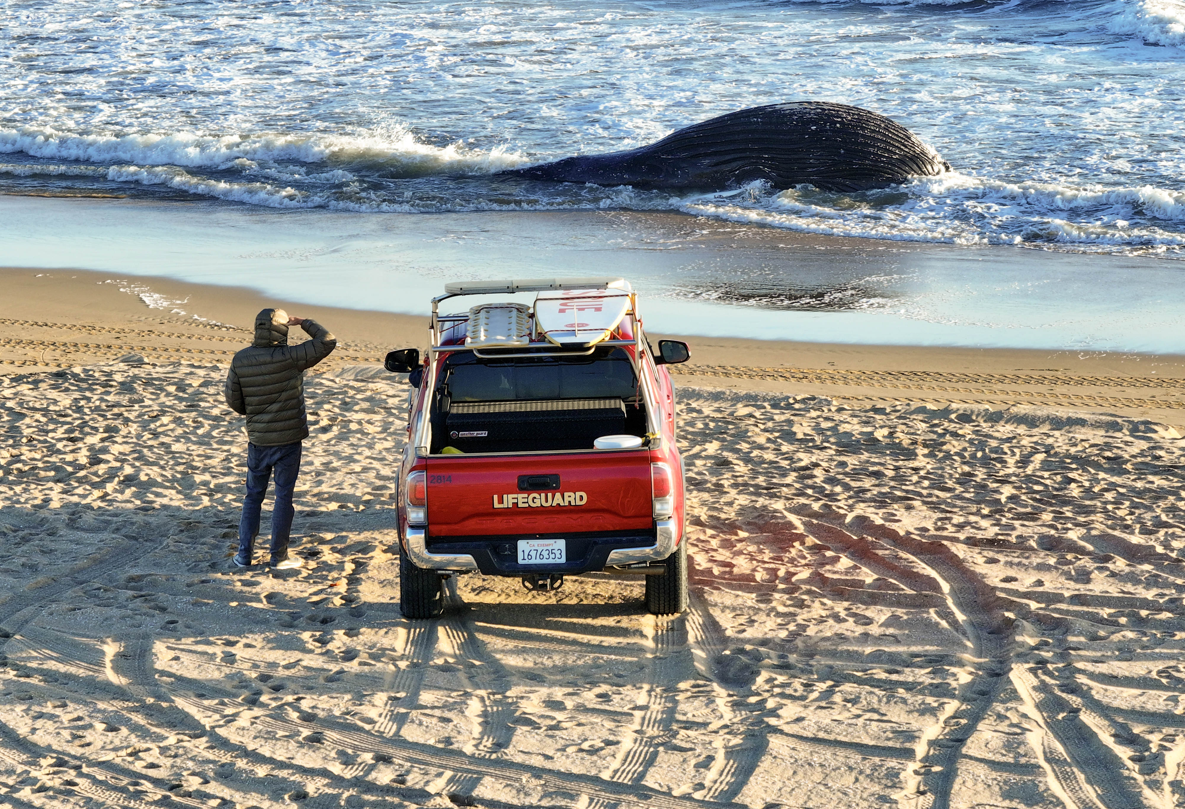 A dead sub-adult humpback whalefloats in the surf between 10th...