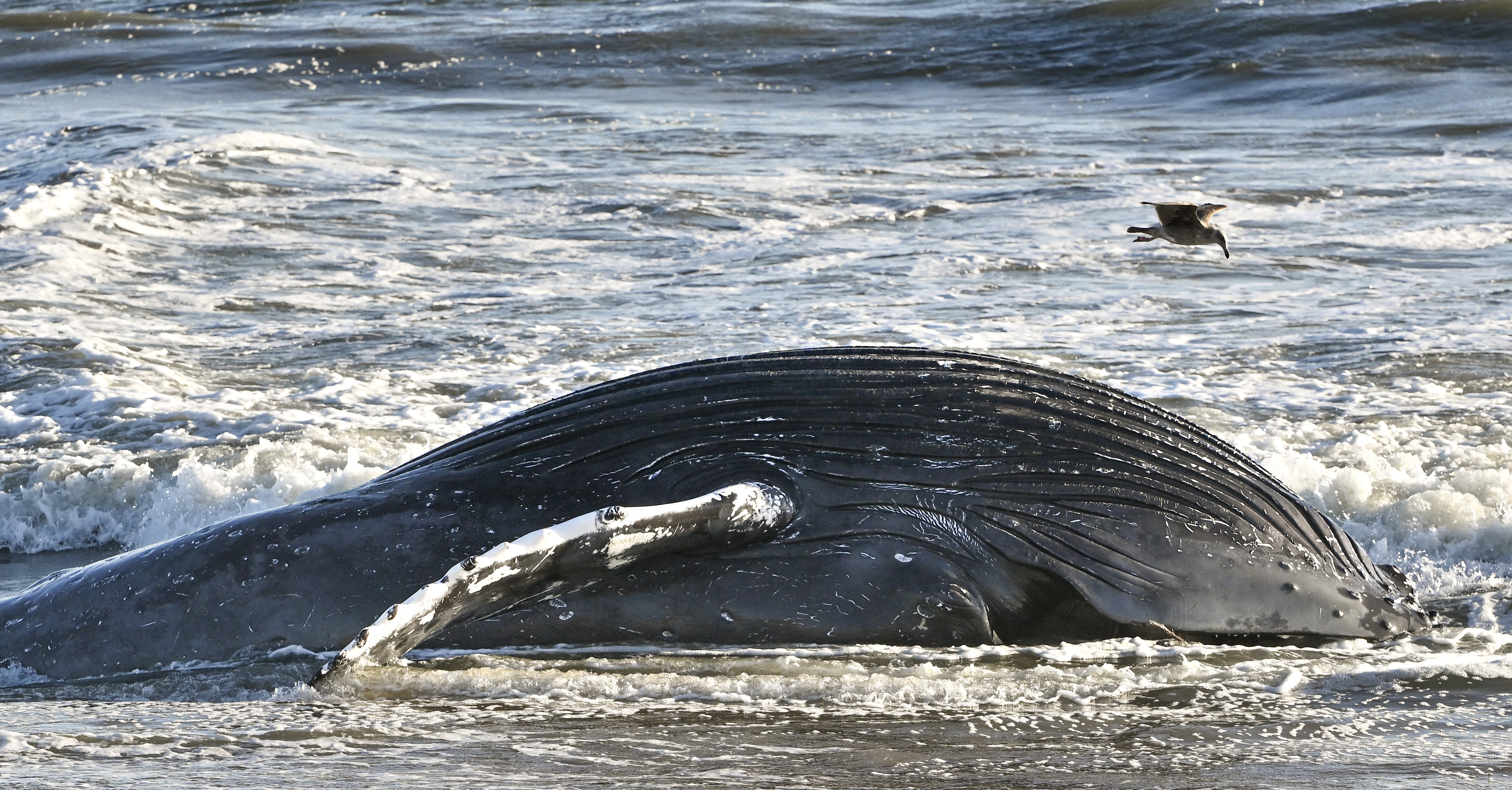 A dead sub-adult humpback whalefloats in the surf between 10th...