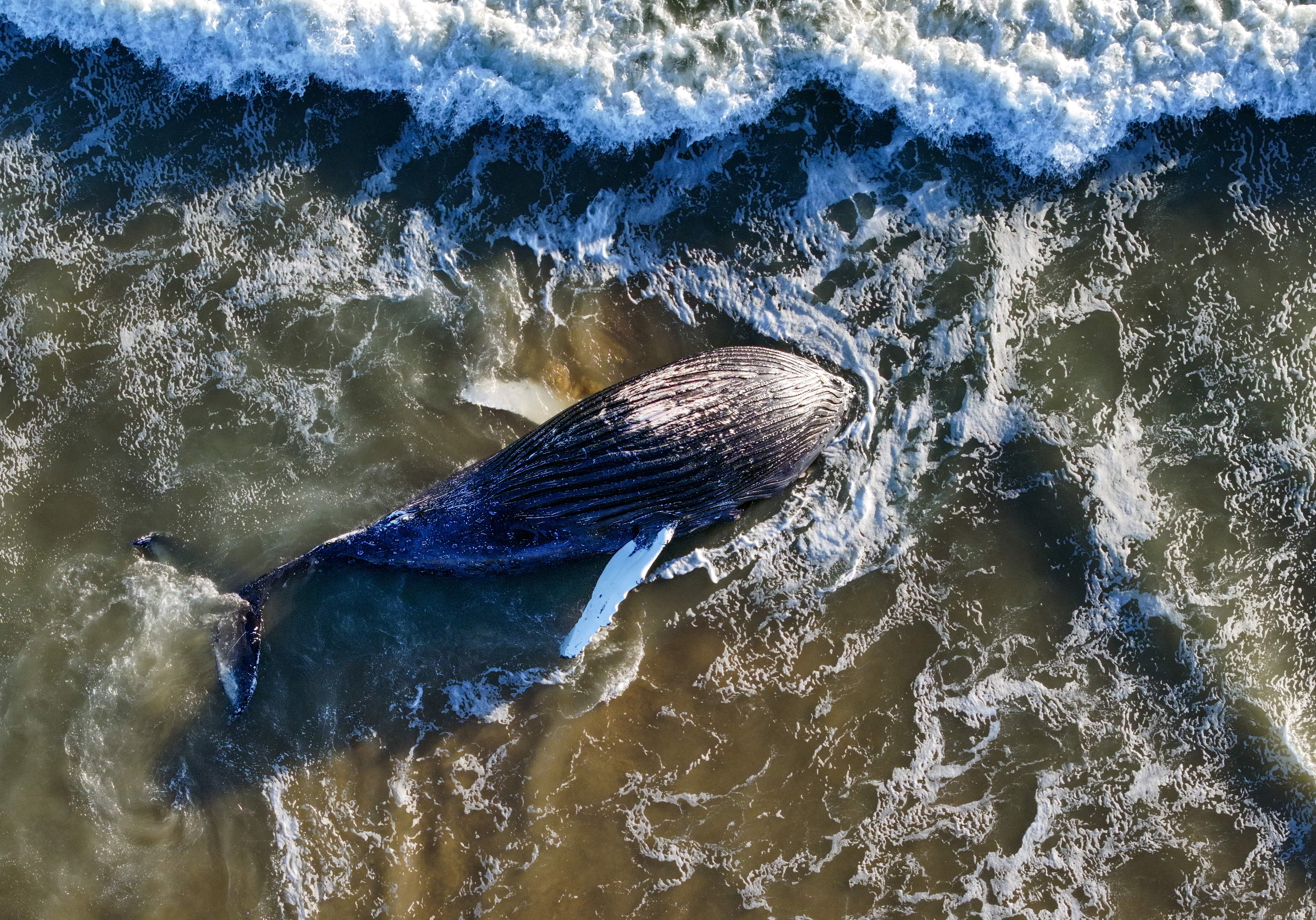 A dead sub-adult humpback whale floats in the surf between...
