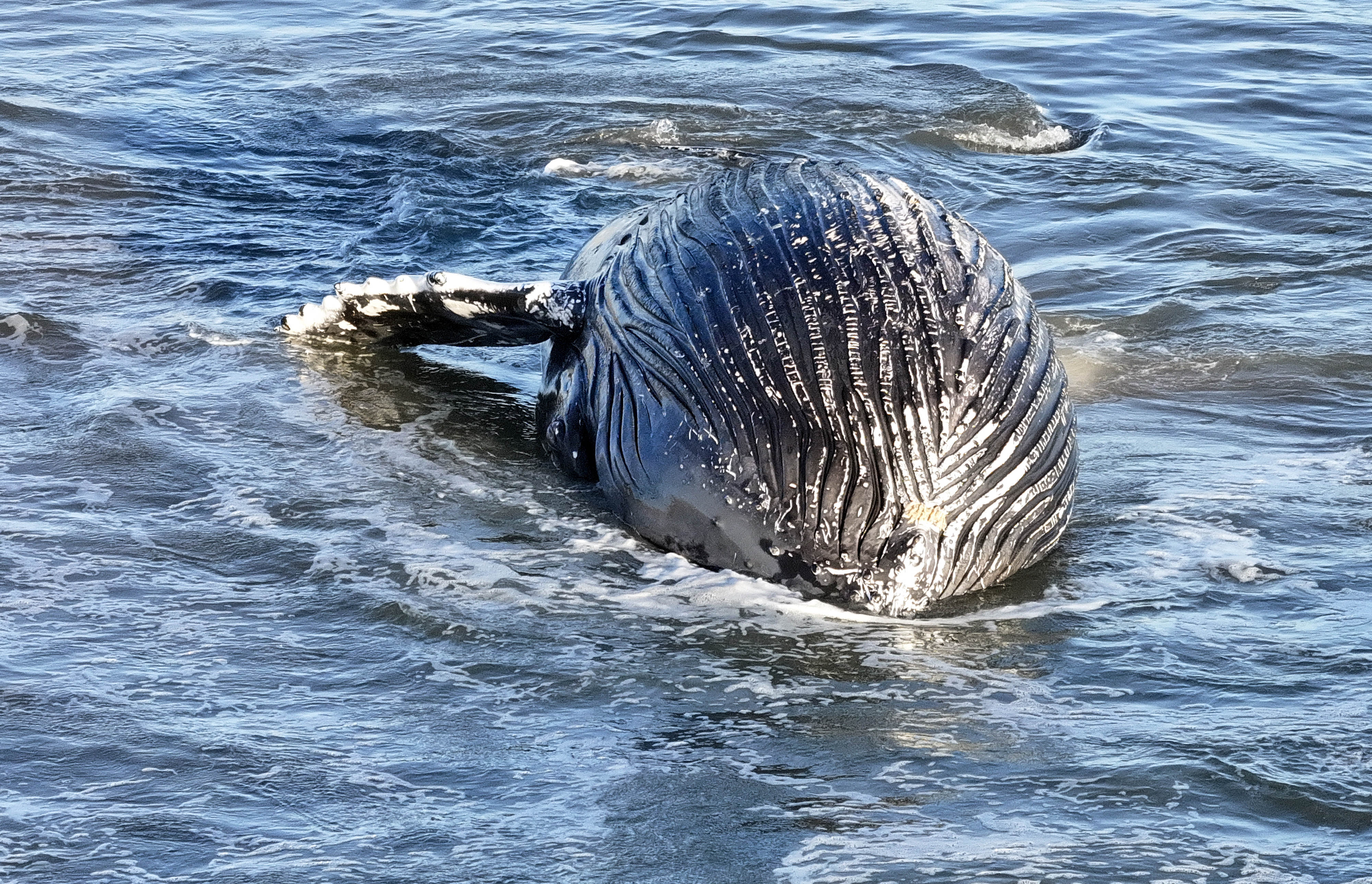 A dead sub-adult humpback whalefloats in the surf between 10th...