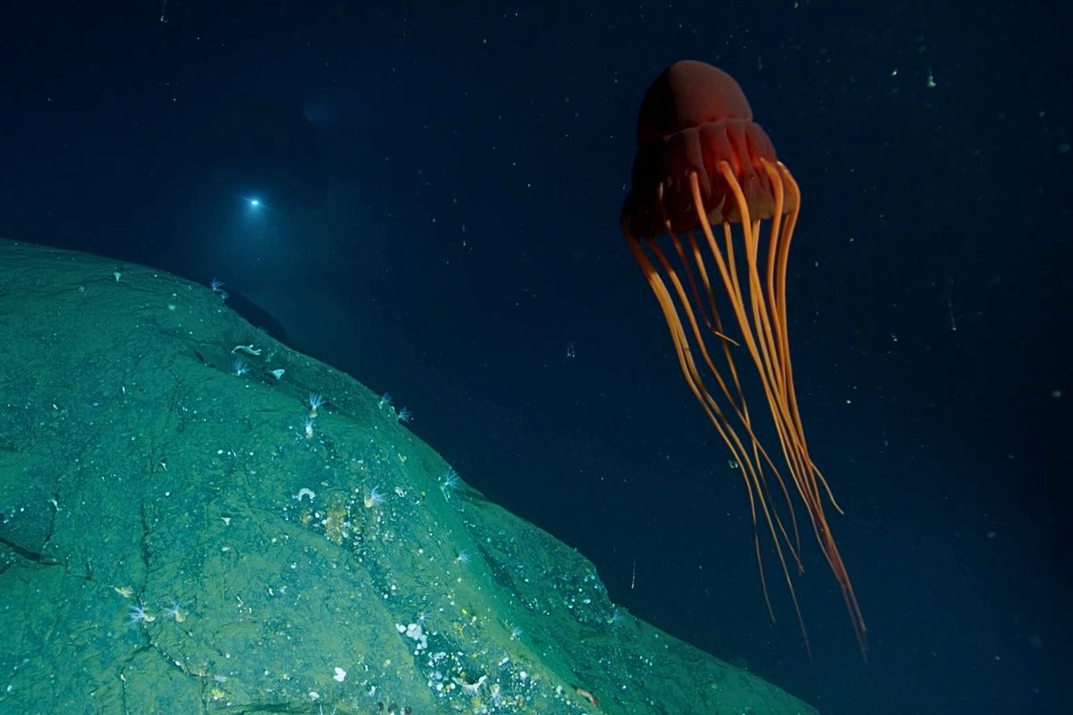 OceanX Norway mission