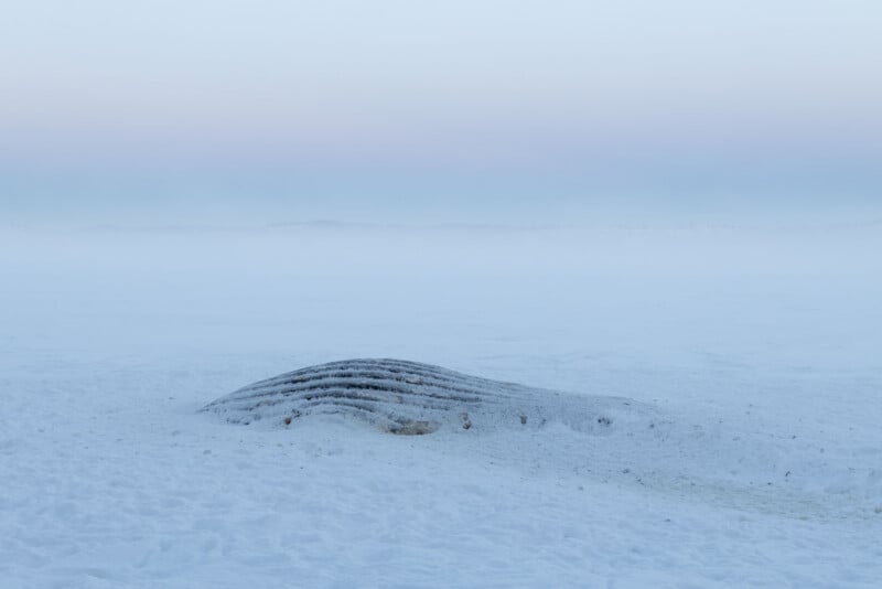 A large, snow-covered object resembling a whale’s back or ribs protrudes from a vast, flat, icy landscape under a pale, hazy sky. The scene is cold, desolate, and covered in white frost.