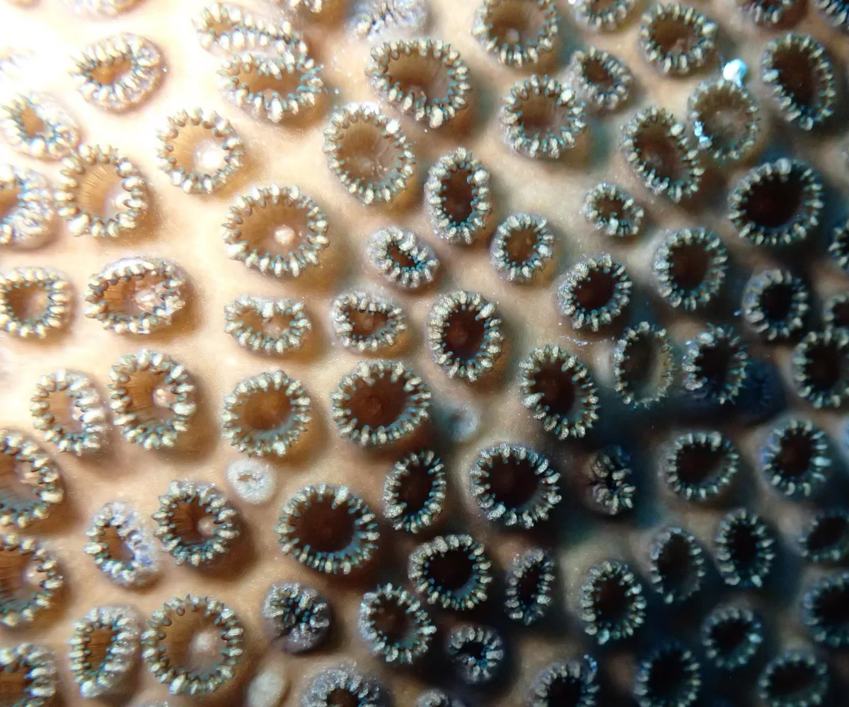 Palythoa tuberculosa