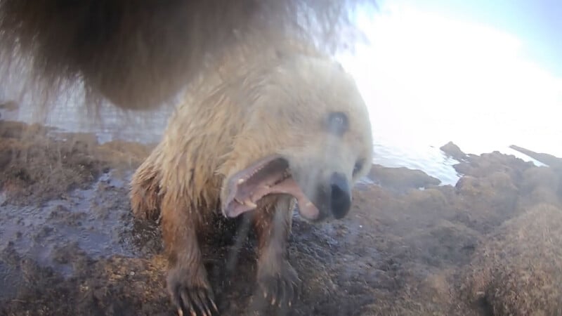 A brown bear sits on wet rocks near water, mouth wide open showing teeth, with fur wet and muddy, looking towards the camera through a misty lens.
