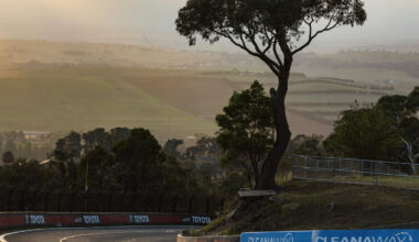 Bathurst politician calls for solution after kangaroo crash