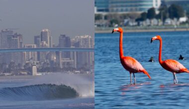 Split image: On the left, ocean waves with a city skyline and bridge in the background. On the right, two flamingos stand in shallow water with several ducks and blurred trees behind them.