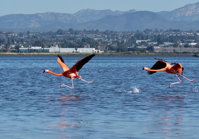Two flamingos run and flap their wings across the surface of a calm body of water, with splashes behind them. A cityscape and mountains are visible in the background under a clear blue sky.