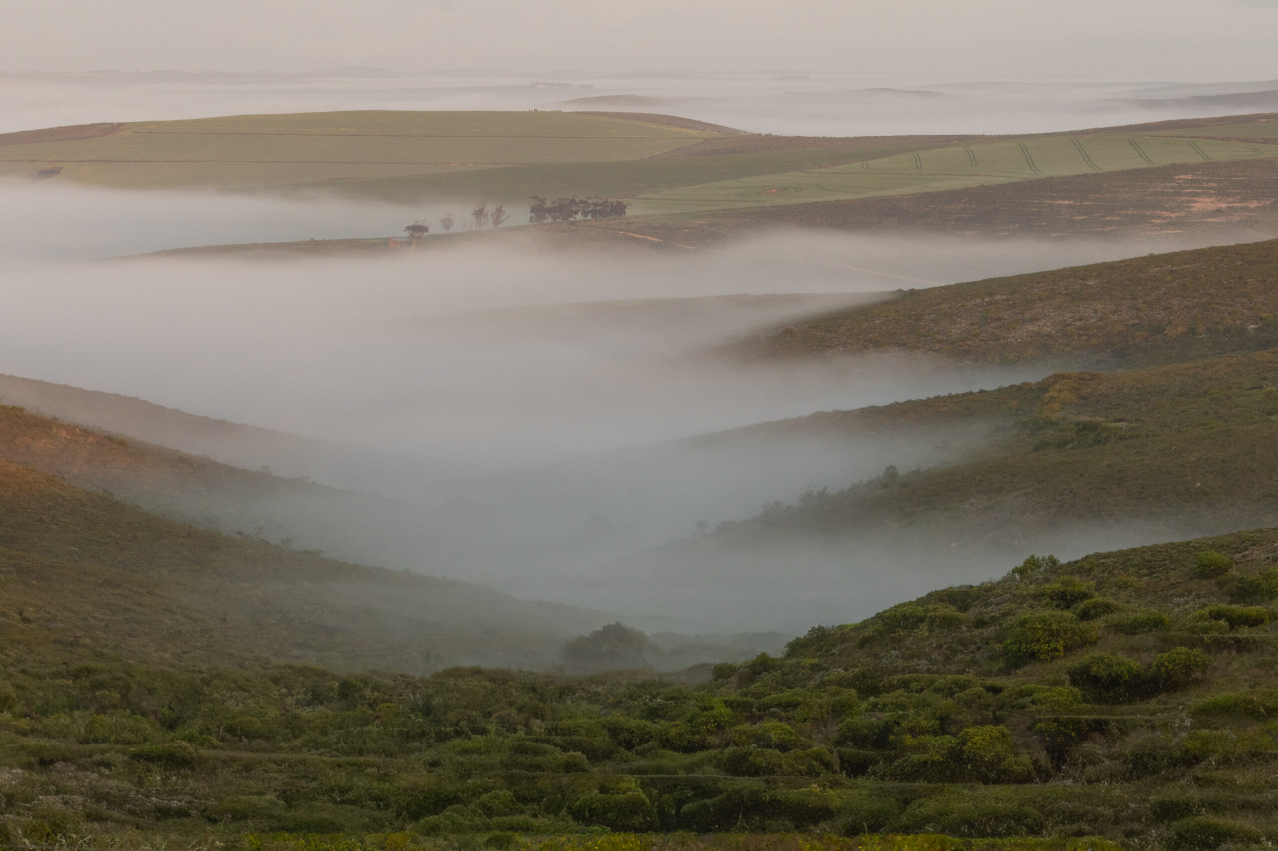 Renosterveld at Haarwegskloof, South Africa: this is the threatened fynbos habitat that supports D. insciata. Image courtesy Odette Curtis-Scott. 