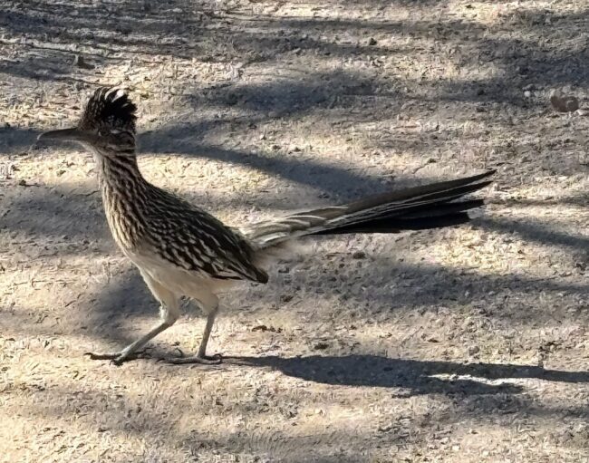 Roadrunner Tucson