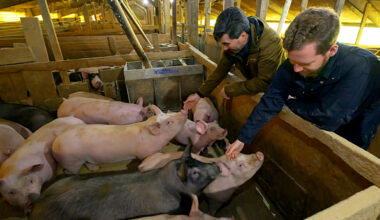 Pigs, Grizzlies Hold Secrets to Youthful Human Skin