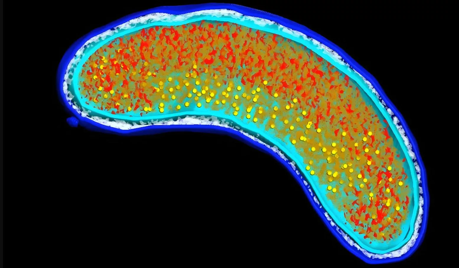Earth’s Most Abundant Organism: The SAR11 Bacteria