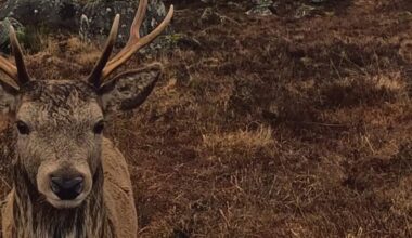 Magical Footage Shows Stag Strolling up to Lick a Man’s Camera Then Calmly Walking Away