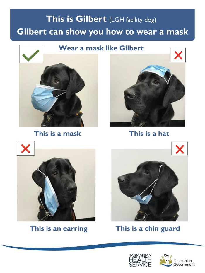 Tasmanian Health Service ad for proper pandemic mask wearing using Labrador dog as a model