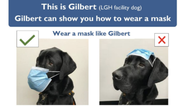 Tasmanian Health Service ad for proper pandemic mask wearing using Labrador dog as a model