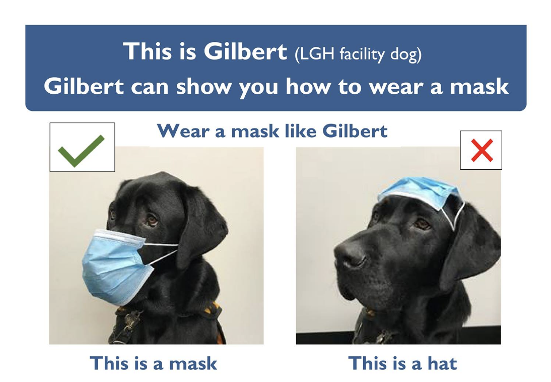 Tasmanian Health Service ad for proper pandemic mask wearing using Labrador dog as a model