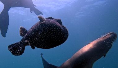 Sea lions and puffferfish