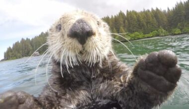 Sea otter BBC spy cam