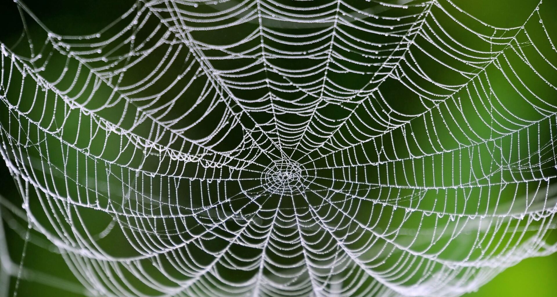 One simple molecular bond gives spider silk remarkable strength